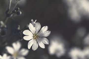 Image showing White flower