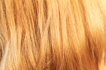 Image showing Blonde hair