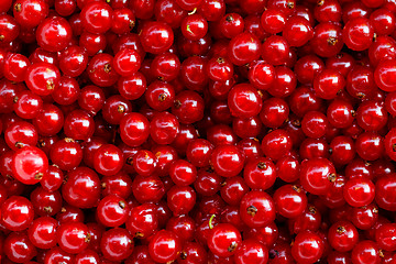 Image showing Background red currants