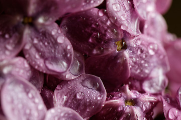 Image showing Purple lilac