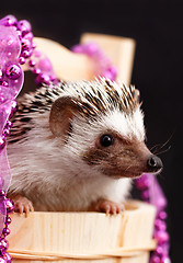 Image showing A cute little hedgehog - ( African white- bellied hedgehog )