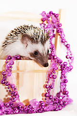 Image showing A cute little hedgehog - ( African white- bellied hedgehog )