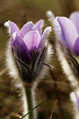 Image showing Purple anemone