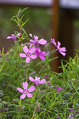 Image showing flower with purple blossom