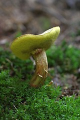 Image showing boletus badius