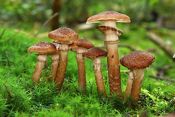 Image showing group of the armillaria