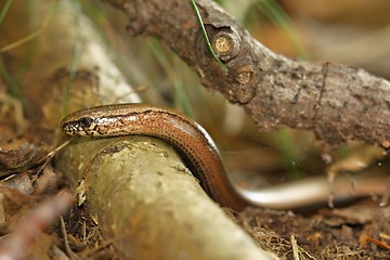 Image showing slow-worm
