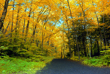 Image showing Fall Foliage