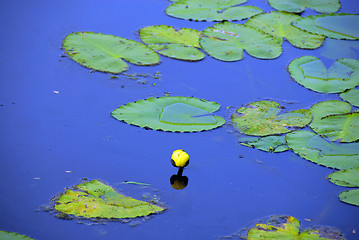 Image showing Yellow Lily