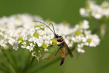 Image showing one wasp