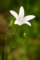 Image showing flower with white bell