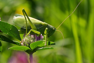 Image showing grasshopper