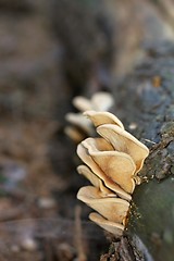 Image showing unidentified yellow mushrooms