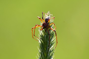 Image showing spider