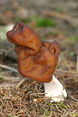 Image showing unidentified white mushroom