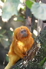 Image showing golden lion tamarin