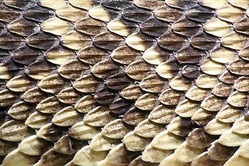 Image showing skin of the eastern diamondback rattlesnake