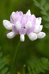 Image showing flower with white and purple blossom