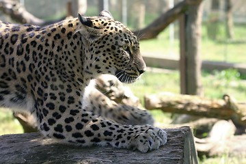 Image showing leopard