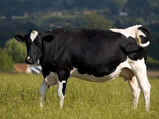 Image showing Cow