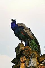 Image showing peacock