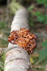 Image showing tremella foliacea