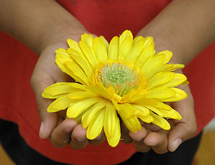 Image showing Offering Flower