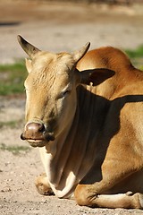 Image showing dwarf zebu