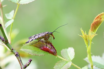 Image showing scorpionfly