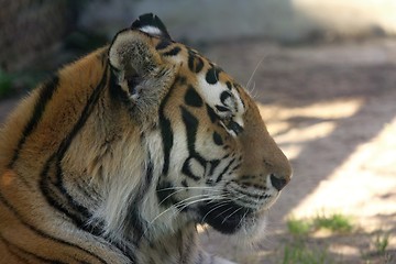 Image showing amur tiger