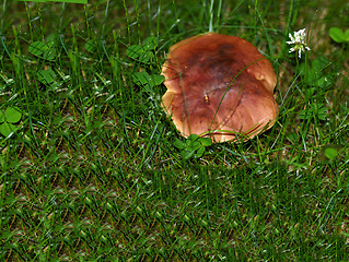 Image showing Mushroom