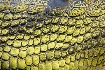 Image showing skin of the gavial