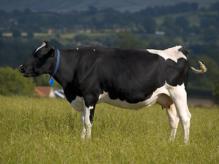 Image showing Cow