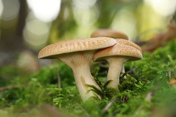 Image showing unidentified orange mushrooms