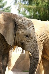 Image showing african elephant