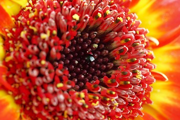 Image showing flower with red blossom