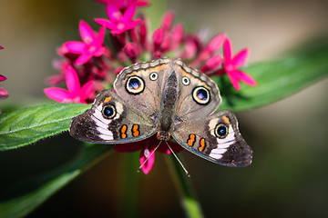 Image showing Common Buckeye Junonia Coenia