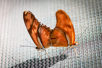 Image showing Julia Heliconian Dryas Julia