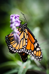 Image showing Monarch Danaus Plexippus