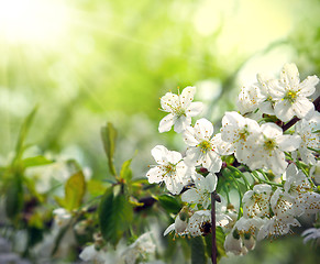 Image showing Green spring background with beautiful flowering tree