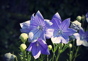 Image showing Balloon flowers (Platycodon grandiflorus)