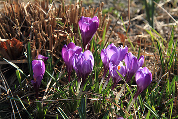 Image showing violet crocus flowers