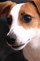 Image showing jack russell terrier head