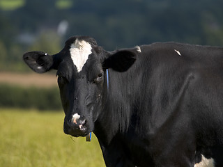 Image showing Dairy Cow