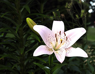 Image showing Day Lillies