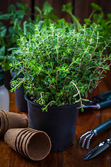 Image showing Planting herbs