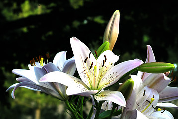 Image showing Day Lillies