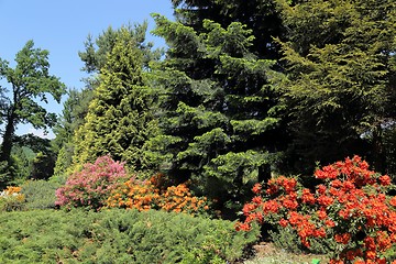 Image showing Azaleas.