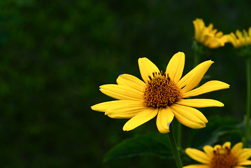 Image showing SunFlower