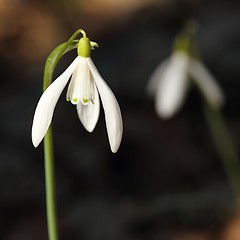 Image showing Snowdrop